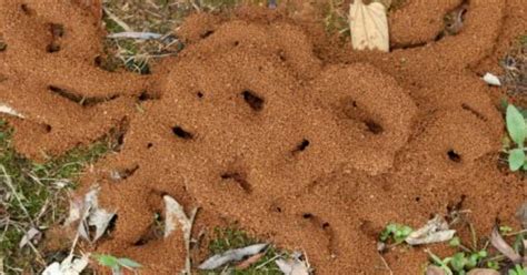 螞蟻窩怎麼找 燕子代表什麼